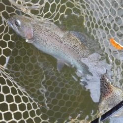 大安トラウトレイク 釣果